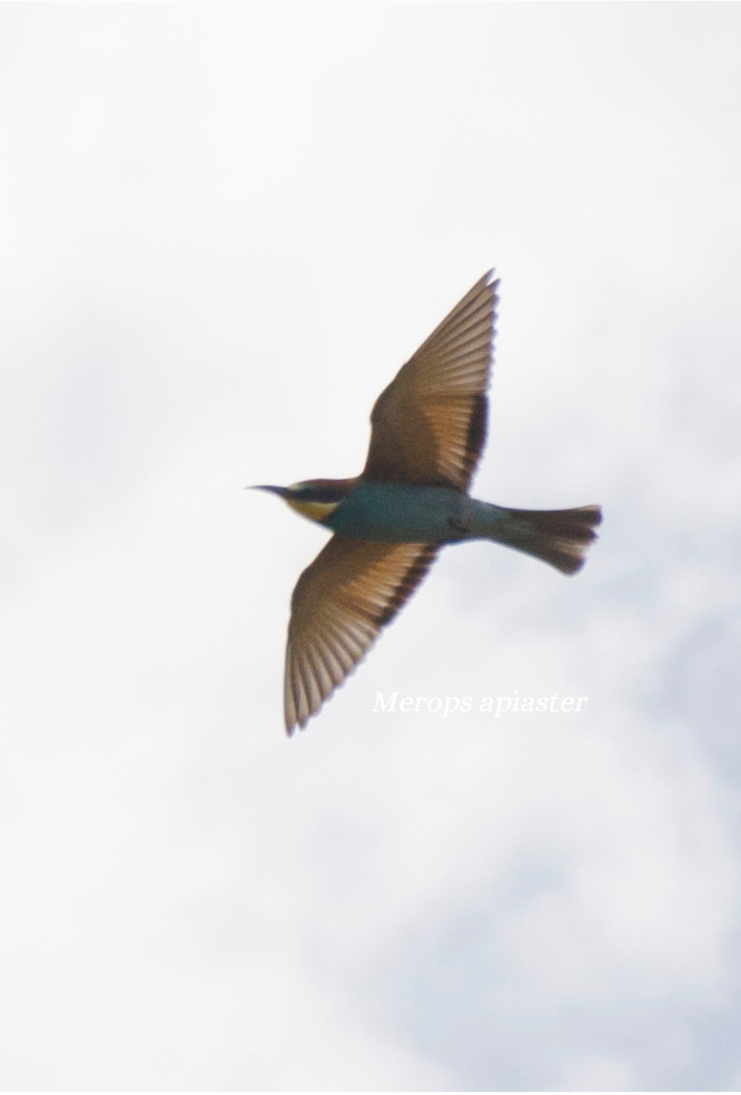 Northern Lapwing