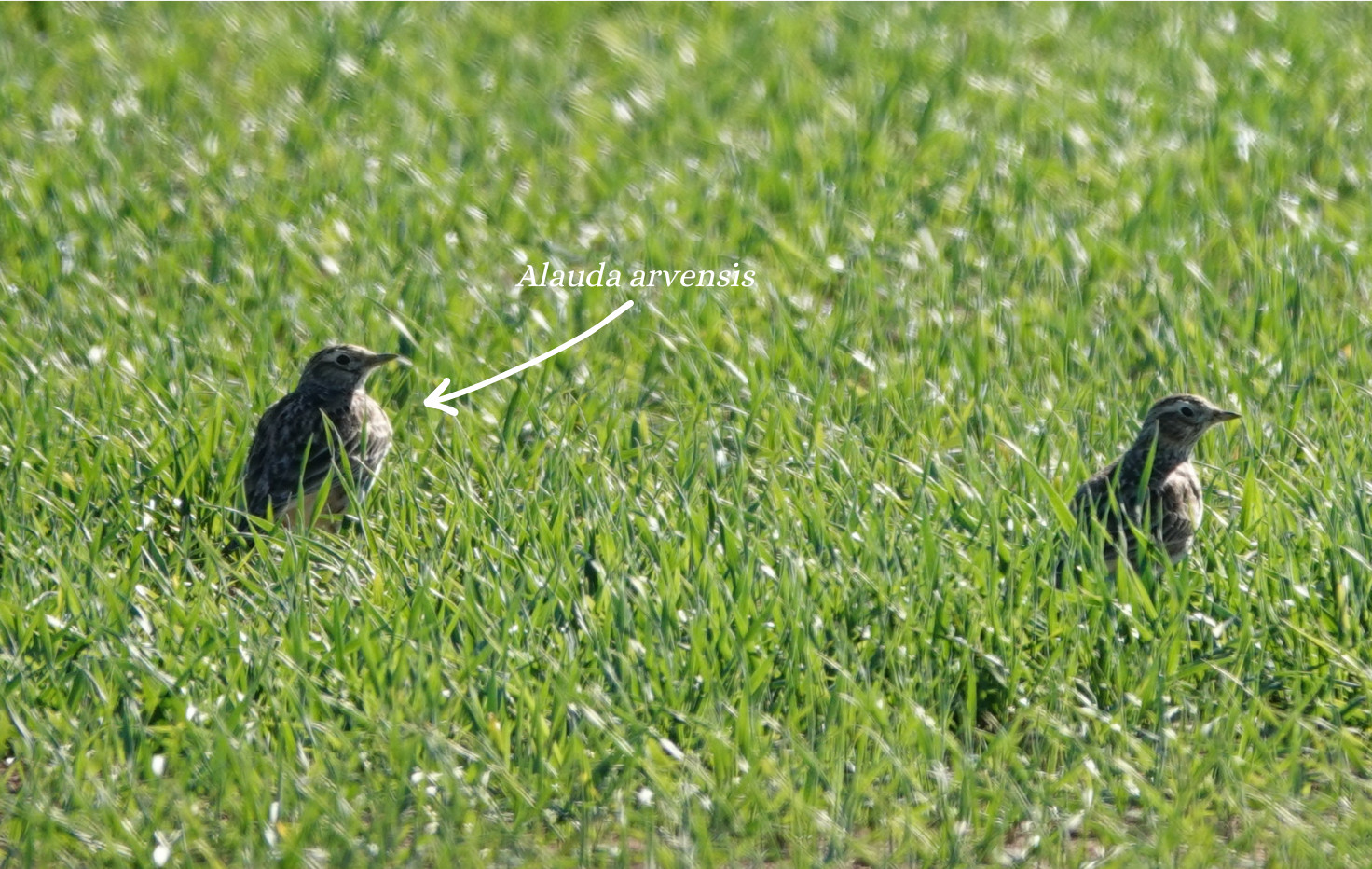 Northern Lapwing