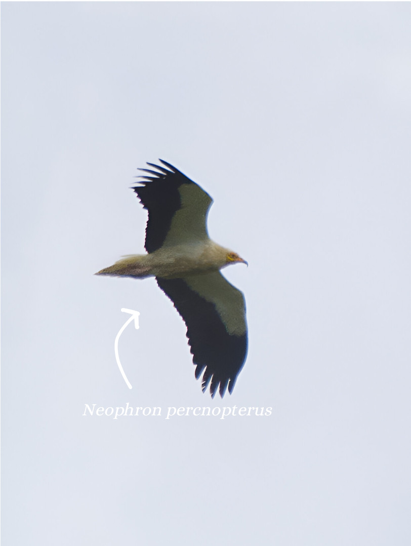 Northern Lapwing