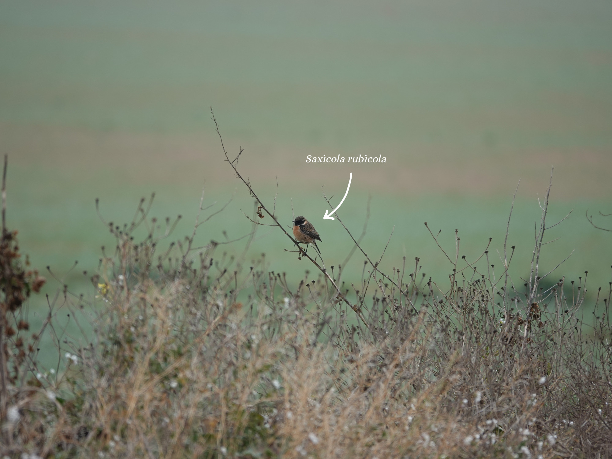 Northern Lapwing