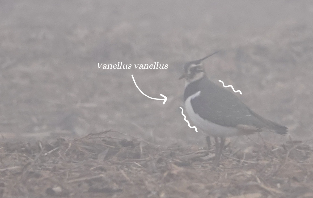 Northern Lapwing