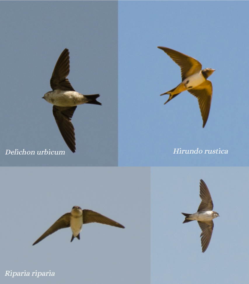 Northern Lapwing