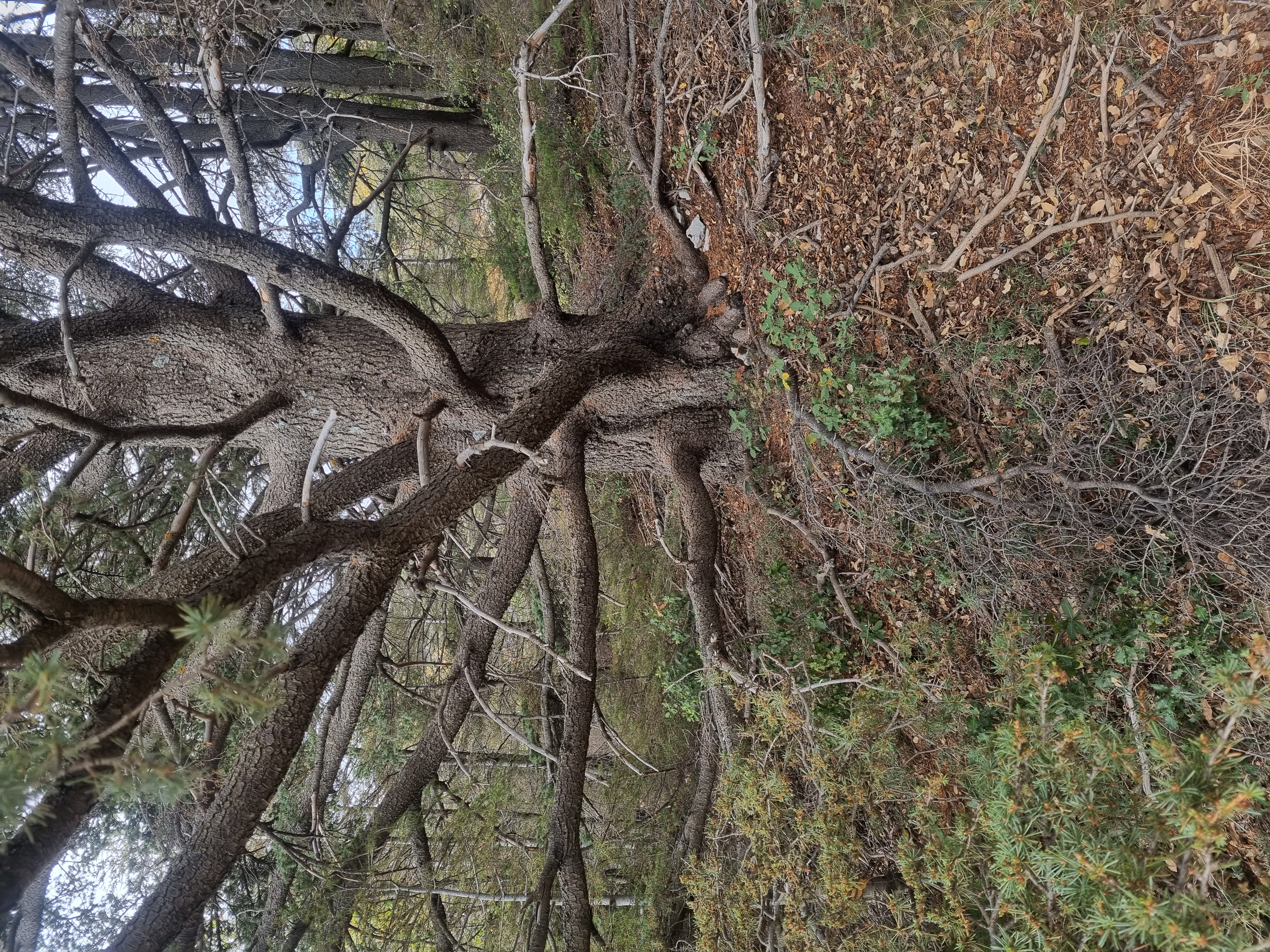 Ancient cedar forest