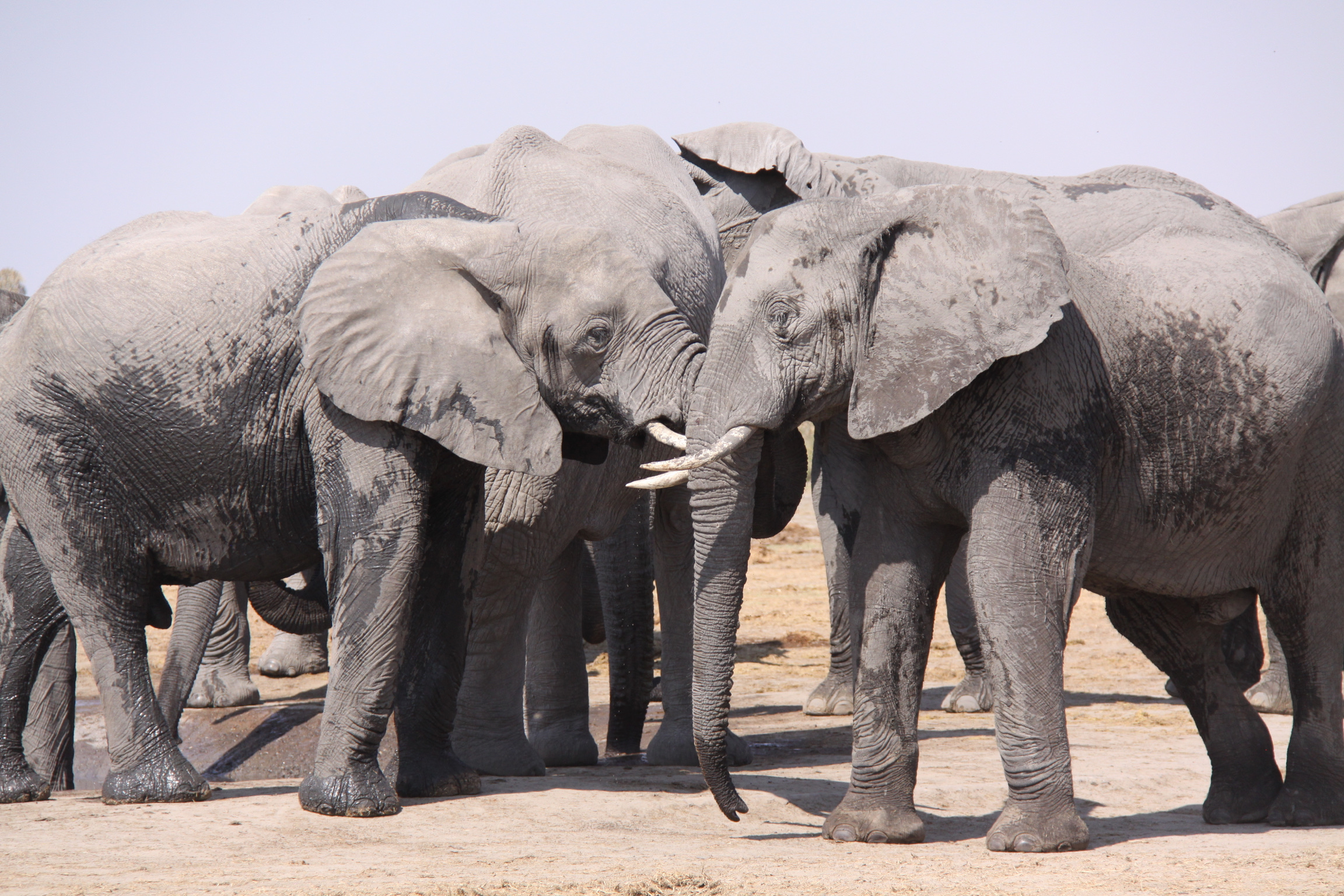 Elephants Image